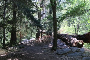 Fallen tree pointing toward Heart Rock