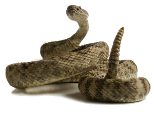 Rattlesnake