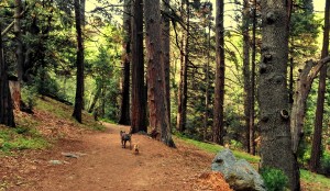 Heart Rock Trail